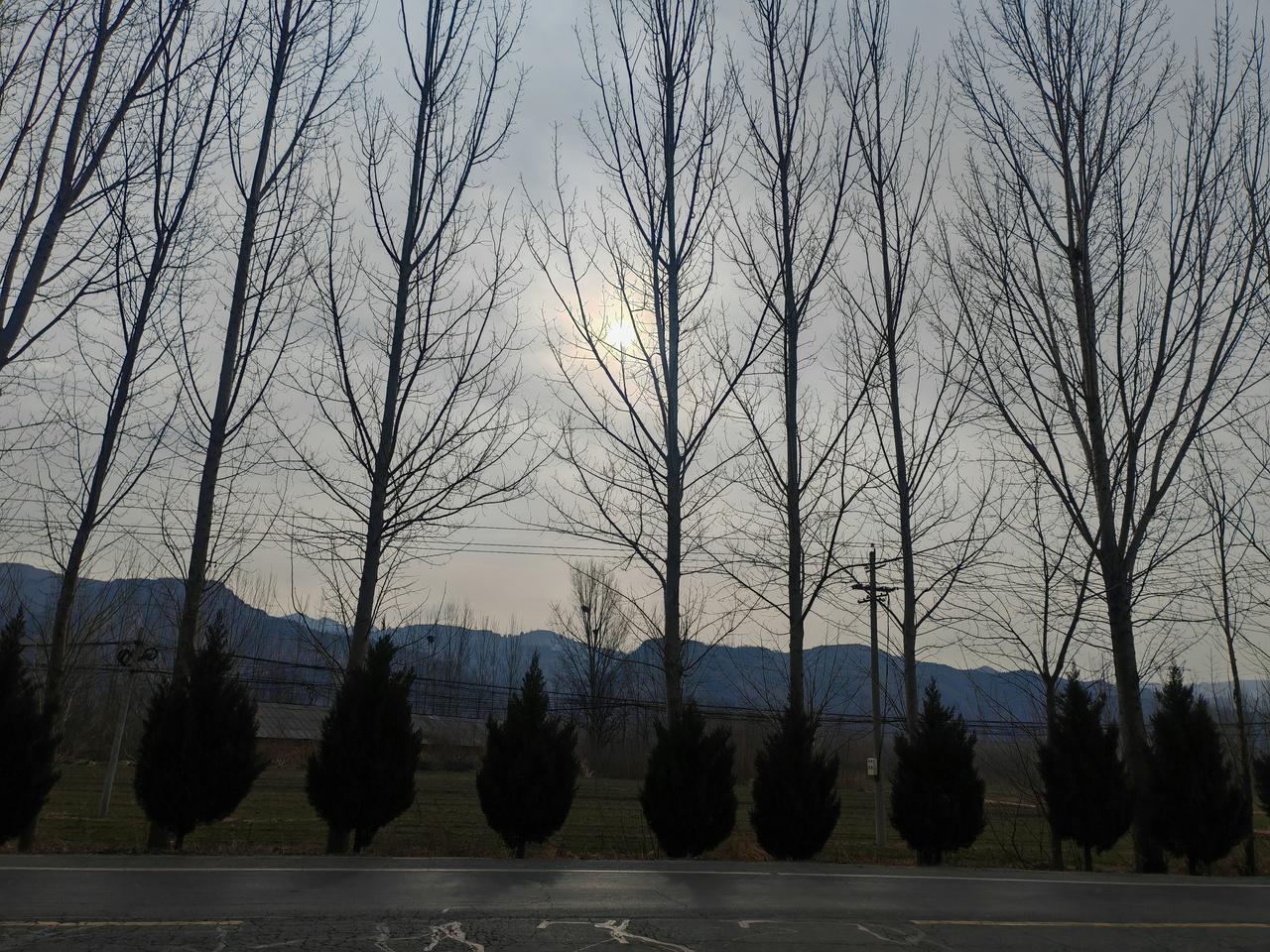 分享一下你随手拍下的照片冬日乡间公路旁，一排排高大的白杨树落尽叶片，疏朗纤细的枝