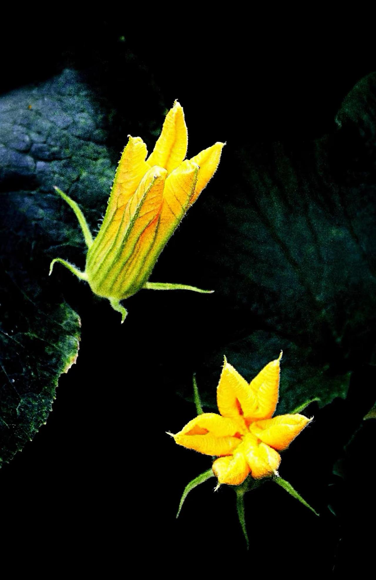 瓜藤🎃花语。瓜藤花语