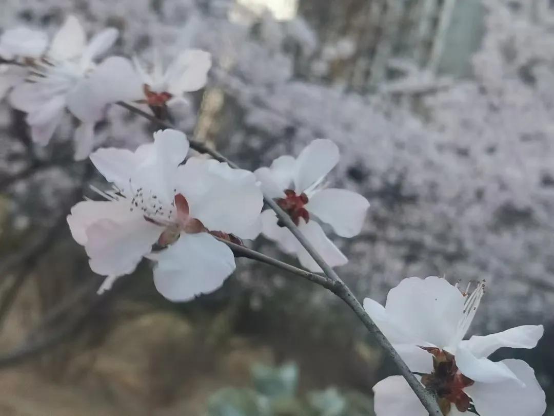 分享你手机中的花花草草看看这些都是什么花吧！！！