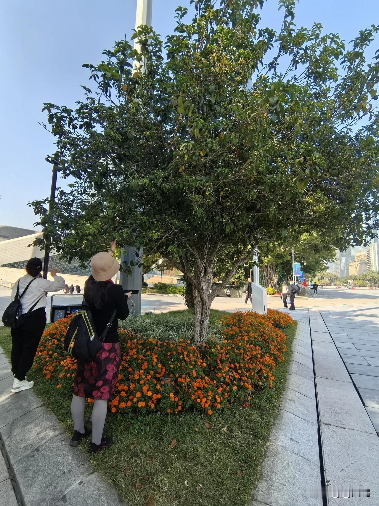 12月份的广州，桂花依然盛开，香气扑面而来！