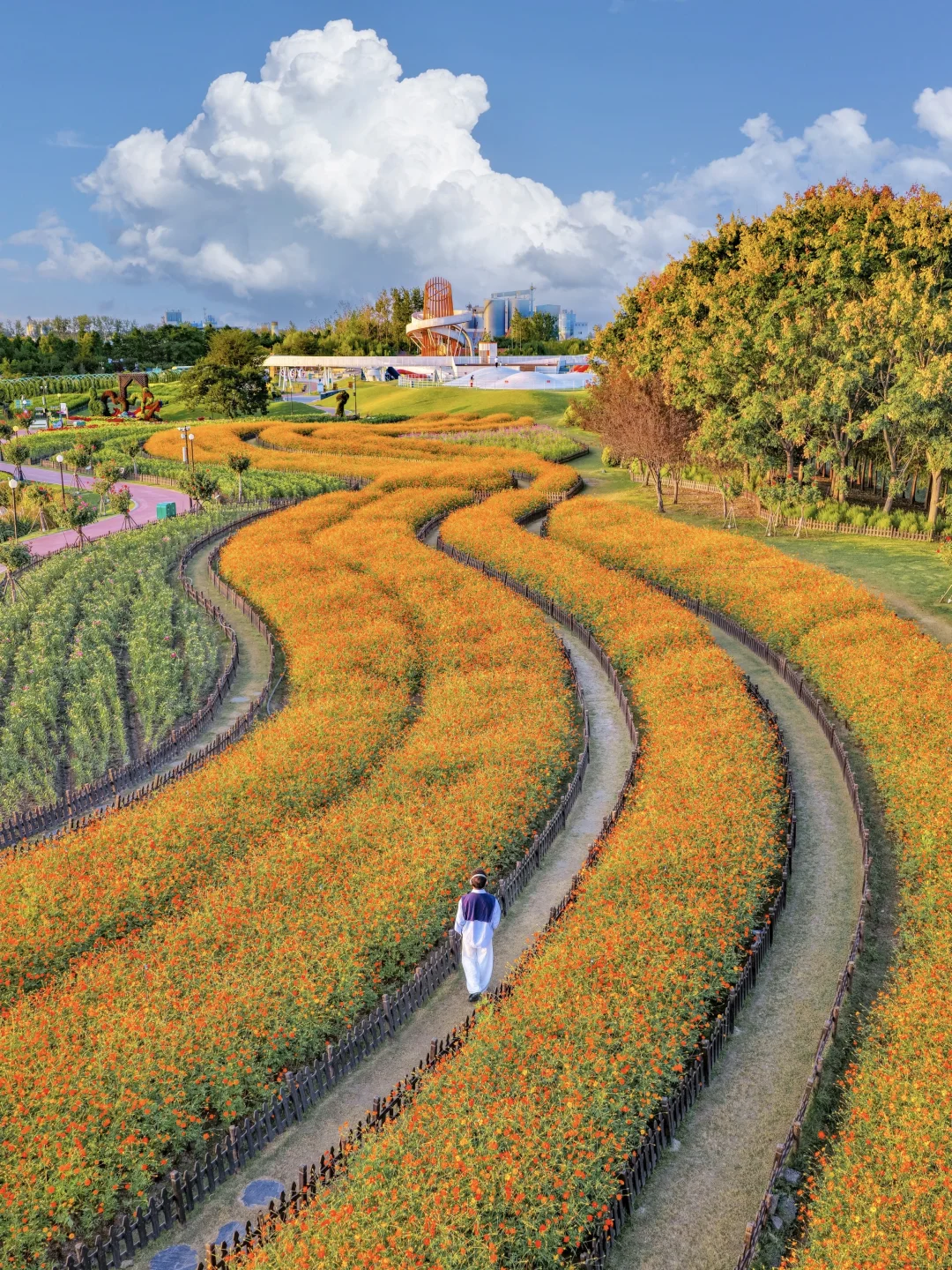 秋日限定浪漫❤️藏在江苏的这片万亩花海里🌸
