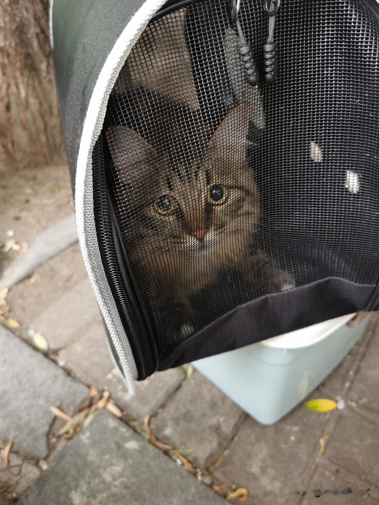 树下捡到被遗弃的小猫咪，关在猫包里孤零零的，一直张嘴叫唤，这么小怎么舍得丢掉。、