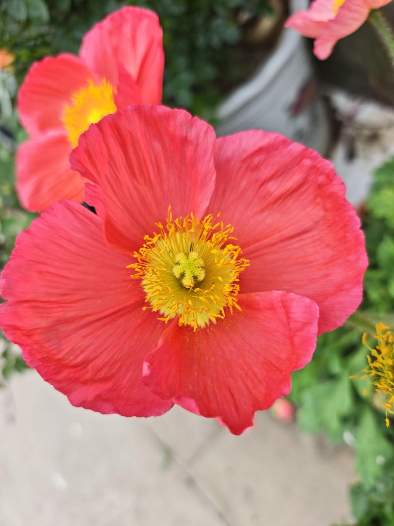 分享一张你最近拍的花