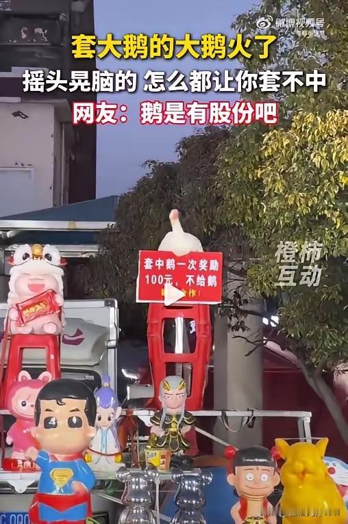 近日，安徽一个套大鹅摊位上的大鹅火了。只见这只大鹅全程摇头晃脑，就是不让顾客套中