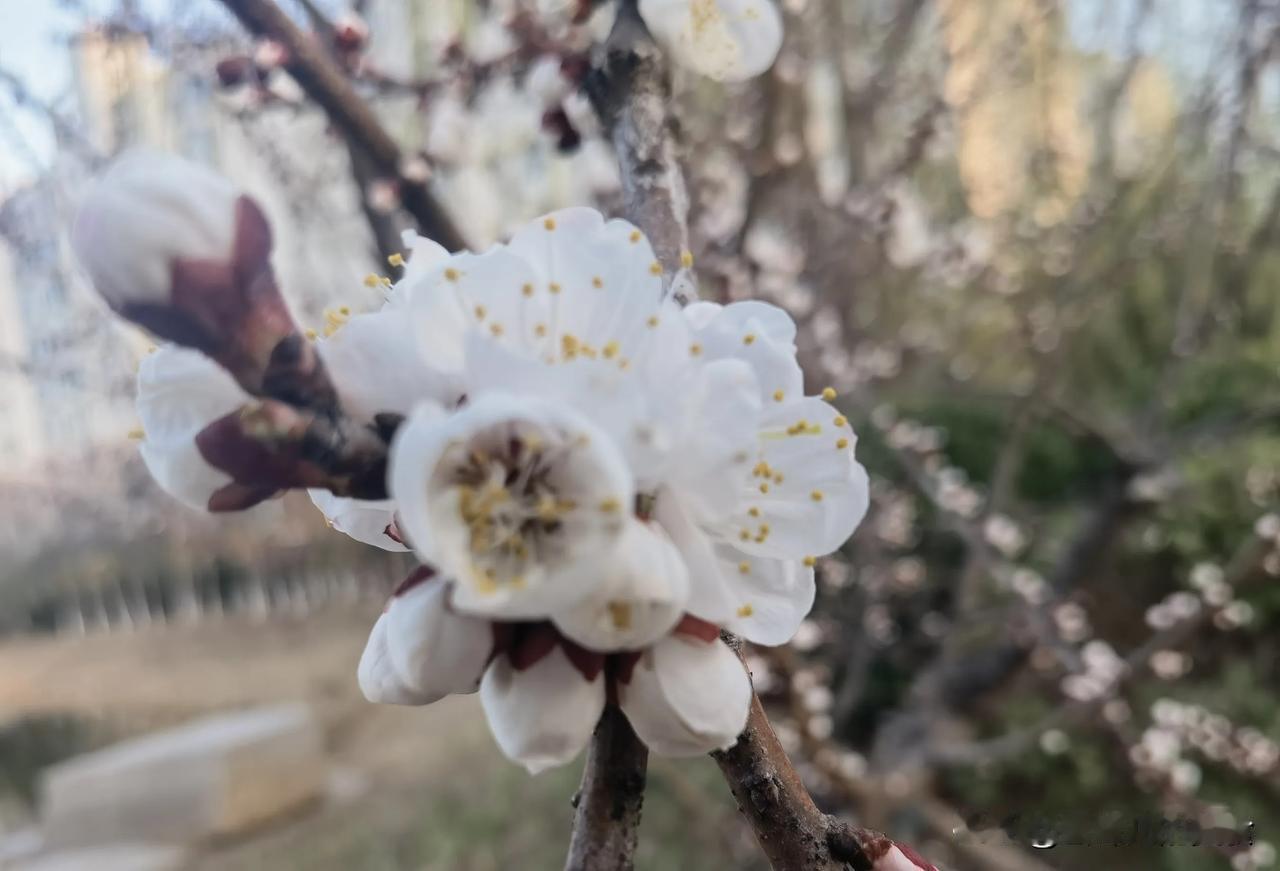 微风一吹，杏花就像少女在半空起舞。那场景，满目的白，空气中都是淡淡的香，美极了！