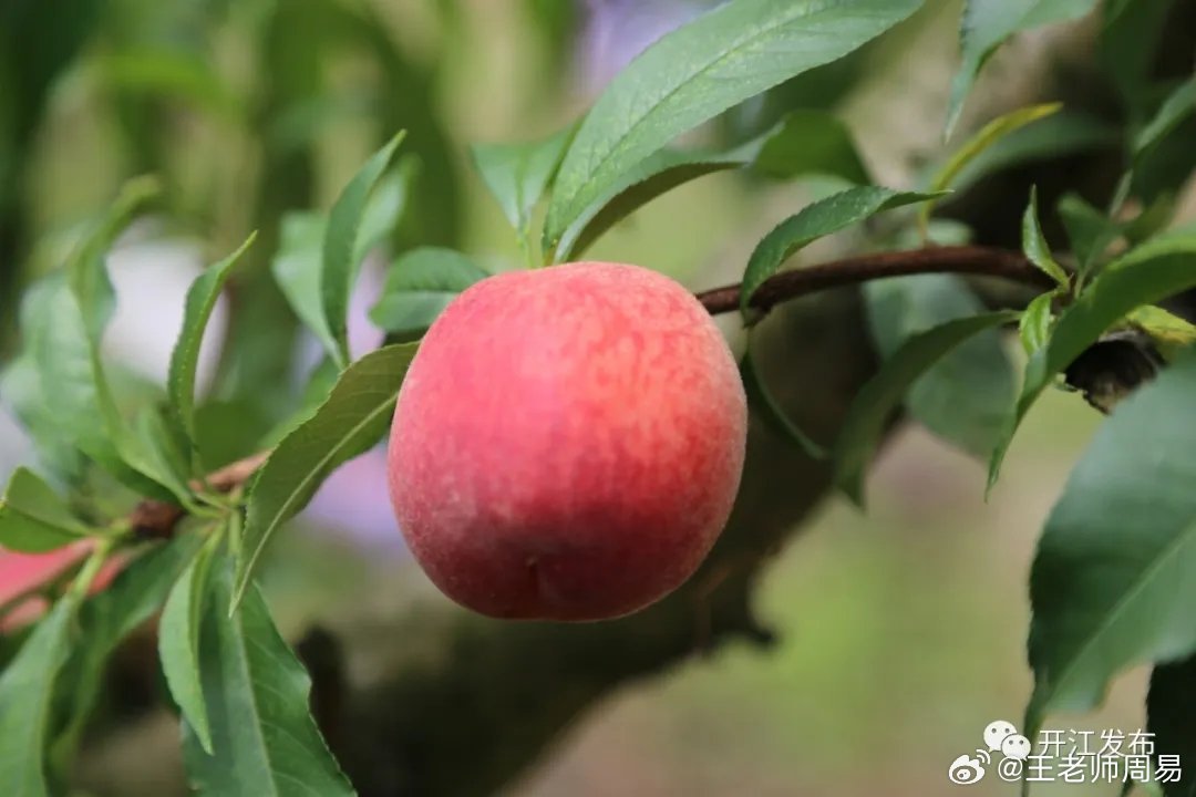 戊土高坡，女命一般不要在这个日子出生，戊为老相，女孩是瓜子脸为好，戊是大脸，象脸