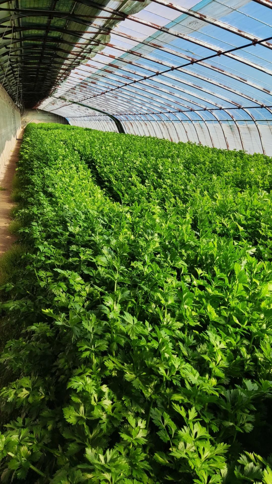 阳光正好，微风不燥～万物向阳而生～