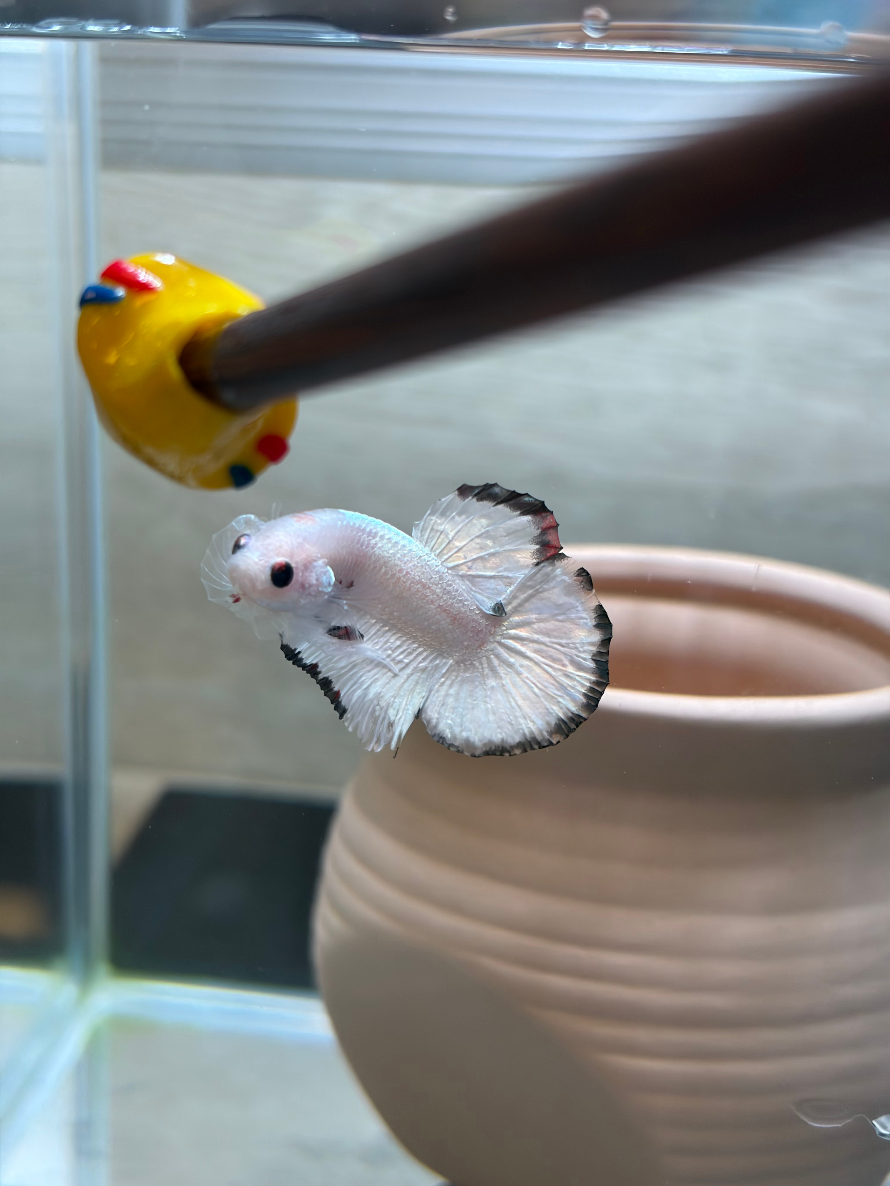 老艺术家养成中