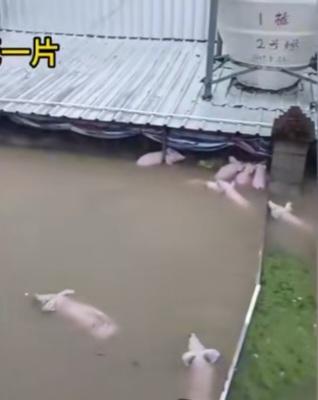 洪水中，先救博物馆价值10万的文物，还是先救自己猪场里一千块钱一头的猪？
救文物
