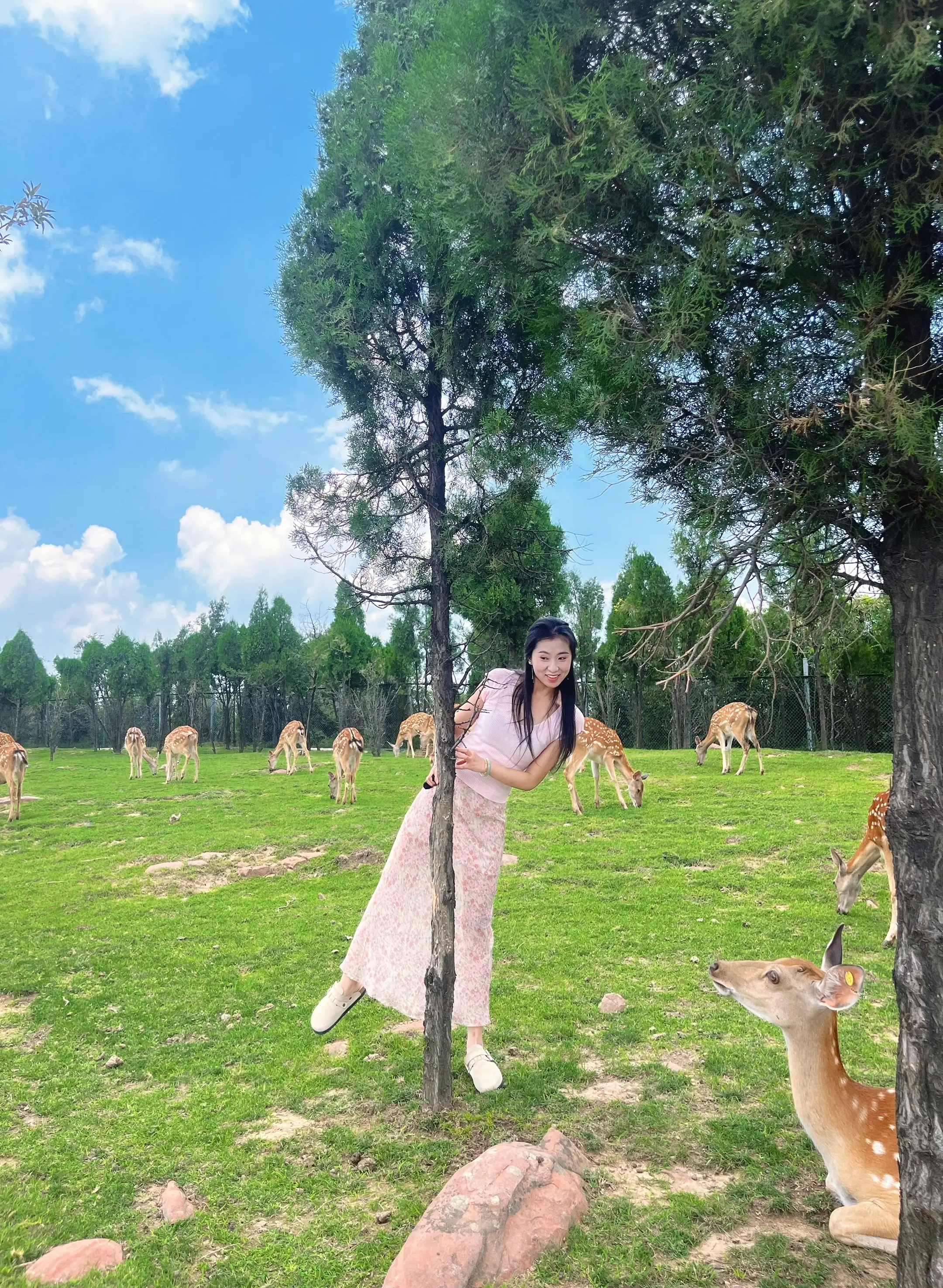 滤镜下的牧场和小鹿🦌
