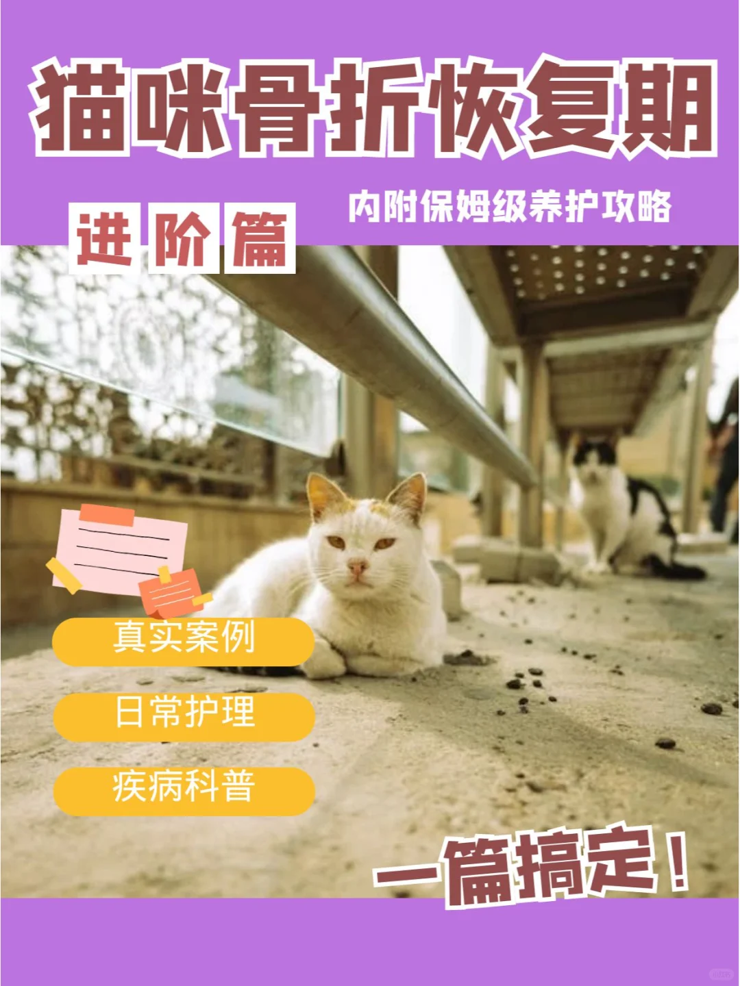 小猫咪骨折后恢复期要怎么照顾？