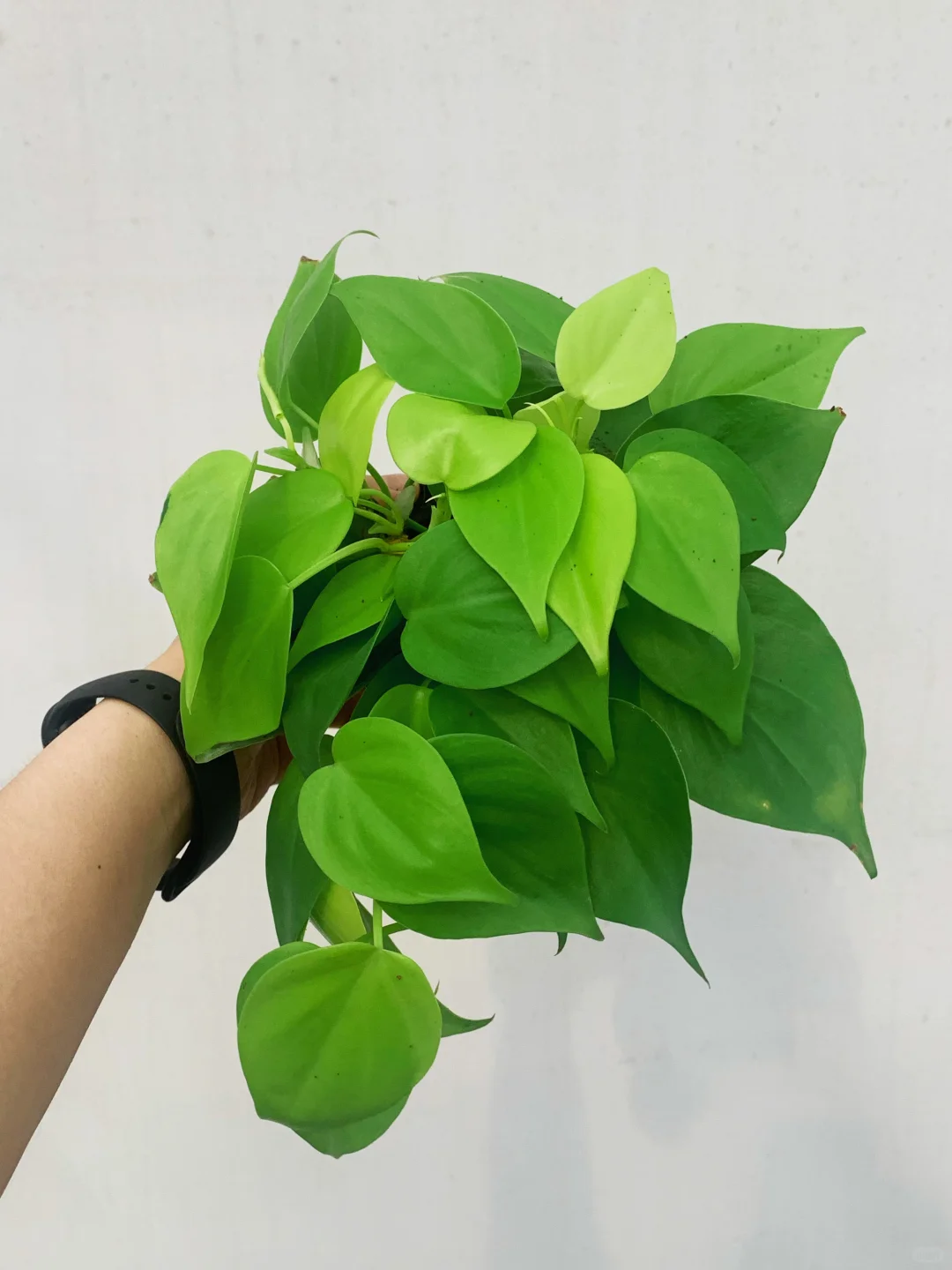 💚清新之选 | 柠檬汁蔓绿绒💚