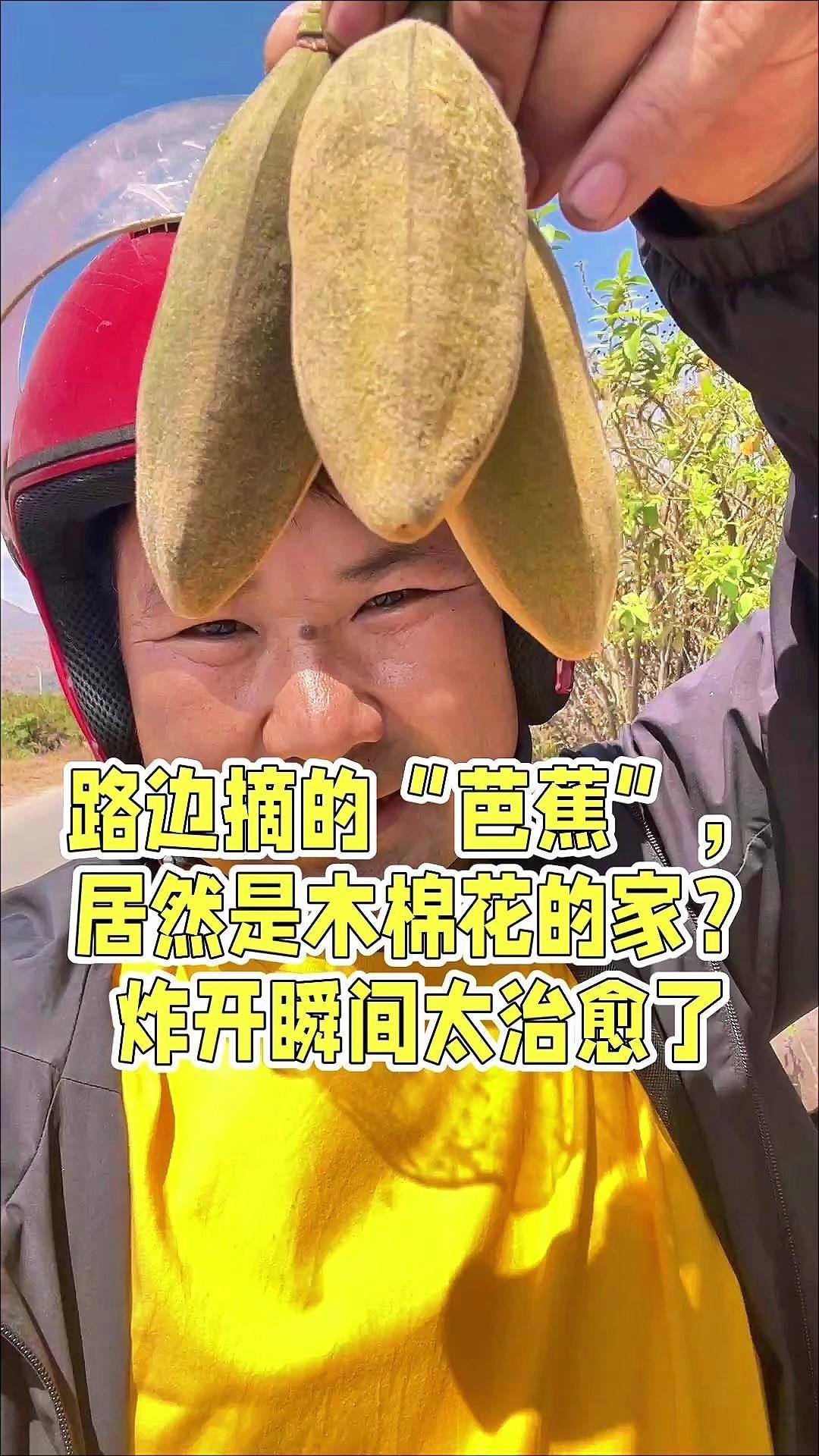 路边摘的“芭蕉”竟是木棉家？路边摘到一个像香芭蕉的东西，原来是攀枝花树结的果实。