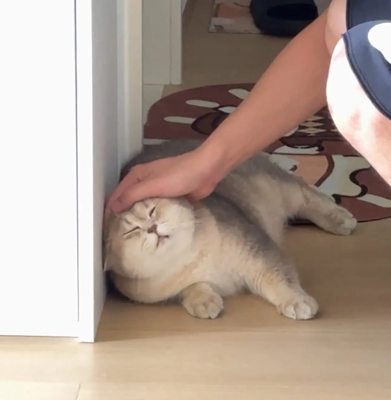 小猫遇到喜欢的人脸上都会洋溢着开心享受！