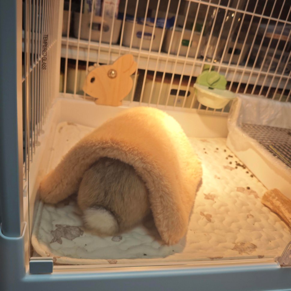 7118【🐰】兔兔睡了💤 