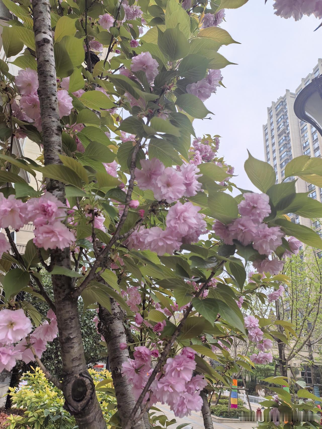 楼下小区的晚樱开了，春天的浪漫不用等。
 
不用挤景区，不用赶周末，下楼走两步，