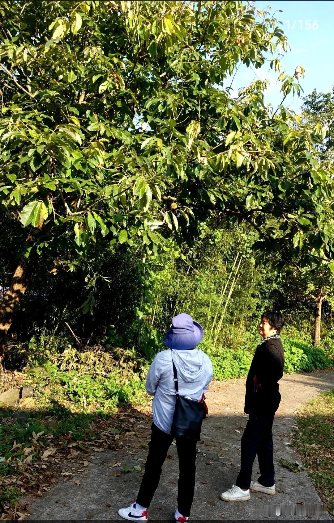 在偏僻的山村，和当地的百姓聊聊天，看看自然生长的野果，清澈的小溪，野生的板栗，呼
