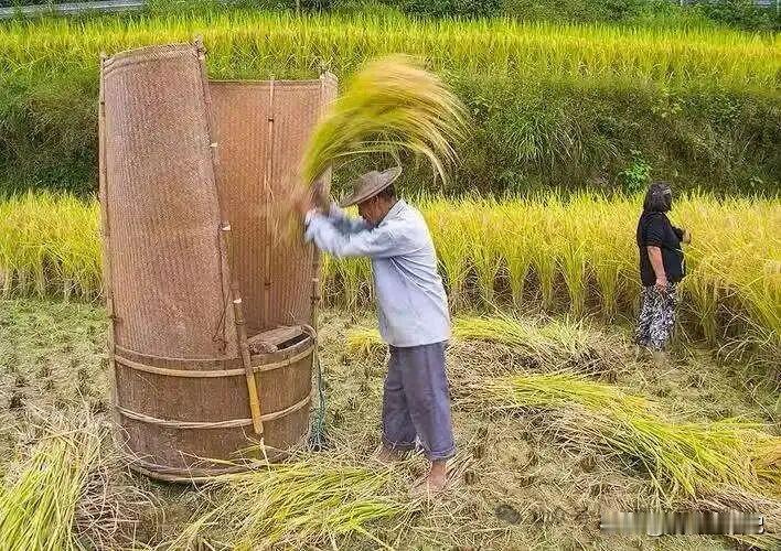 问一下山区的朋友，现在种水稻还要人工采收吗？