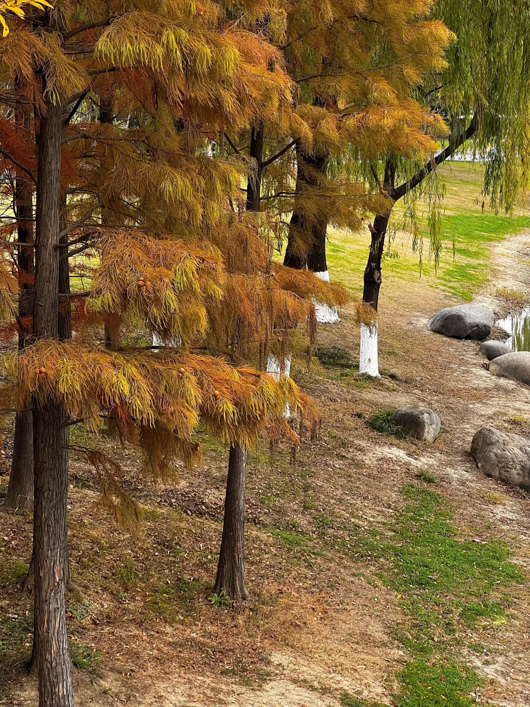 无锡jue 美丛林秘境！浓浓的秋日氛围🍂