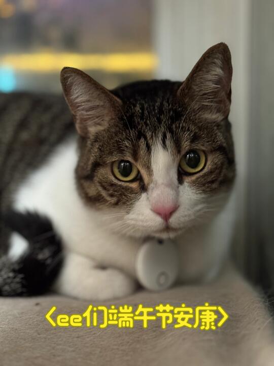 咱也是出过远门的喵啦～麻麻带我看大海