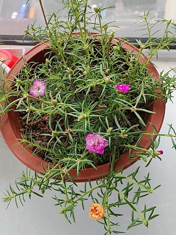路边的花坛里，长着很多这样的花草，看着很好。在不影响花坛美观的情况下，顺手掐了几