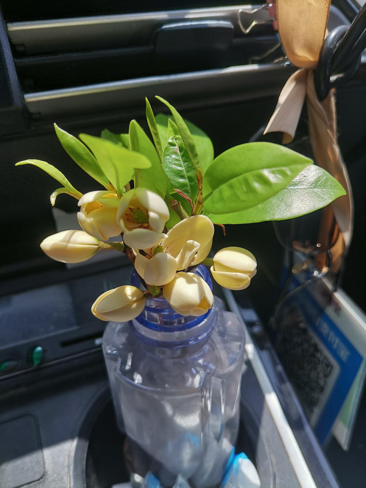 含笑花，为木兰科含笑属的常绿灌木。其花苞呈淡黄色，叶片为革质，富有光泽。开花之际
