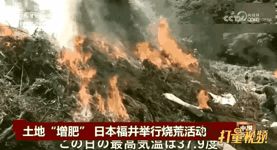 CCTV4报道了日本福井的烧荒行为，竟然还称之为“土地增肥”。怎么在中国烧桔梗就