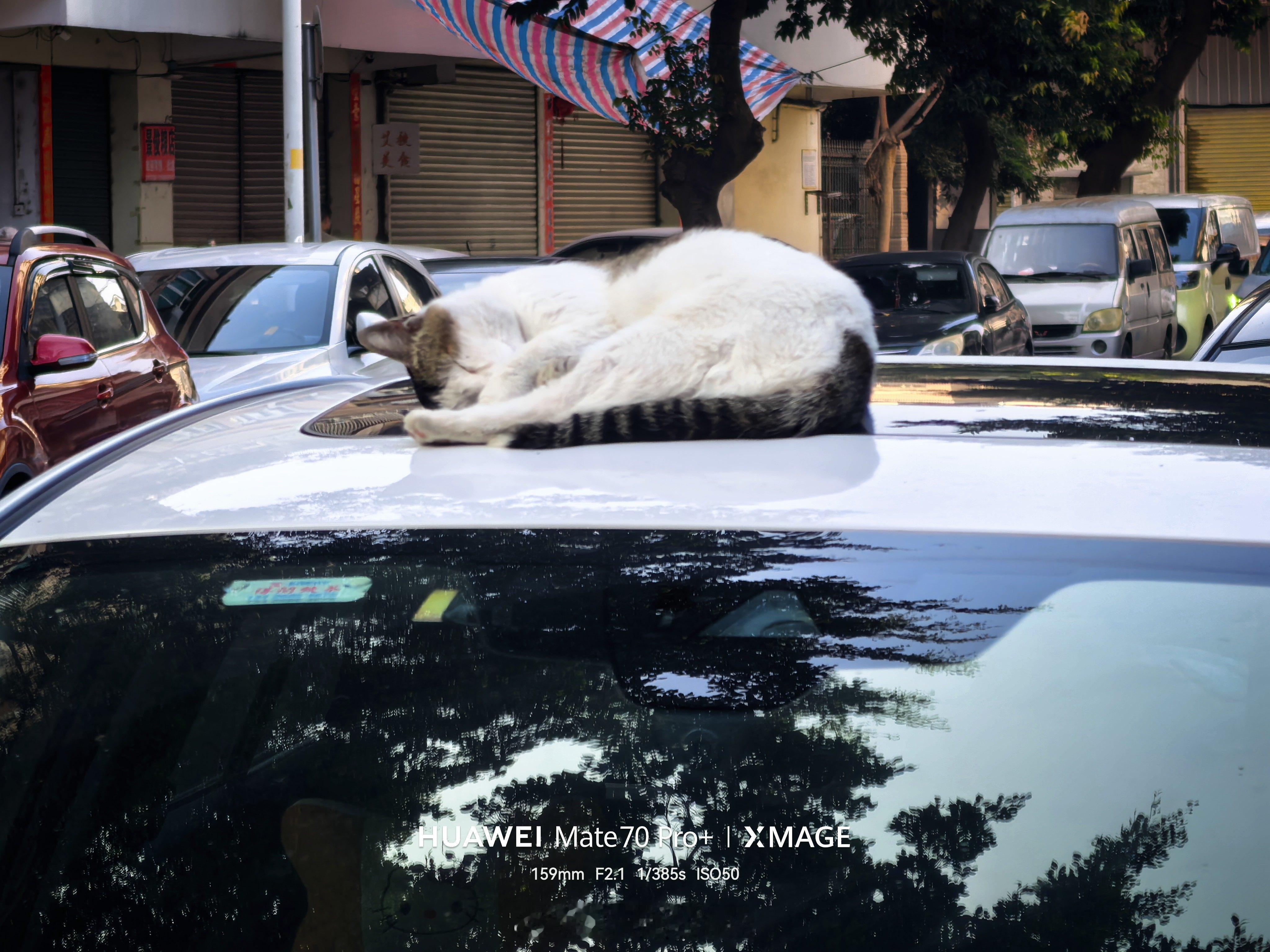 今天起得有点早，猫都还在睡懒觉生活手记