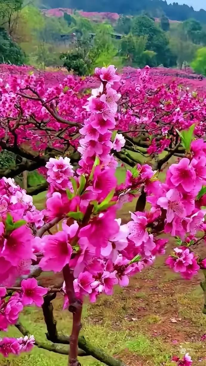 樱花盛开时，春风满园香。美景桃花开