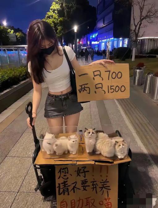 街边卖猫定价暗藏玄机，单只700两只反倒要1500，看得我一头雾水。
夜晚街头偶