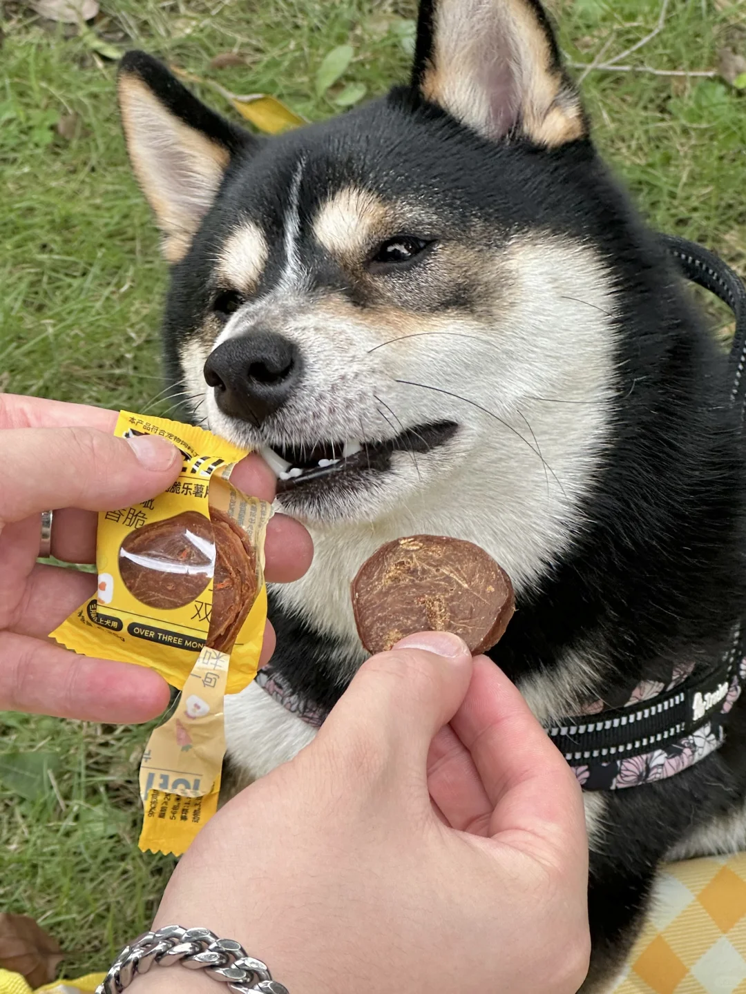 一起加入小狗下午茶🫖