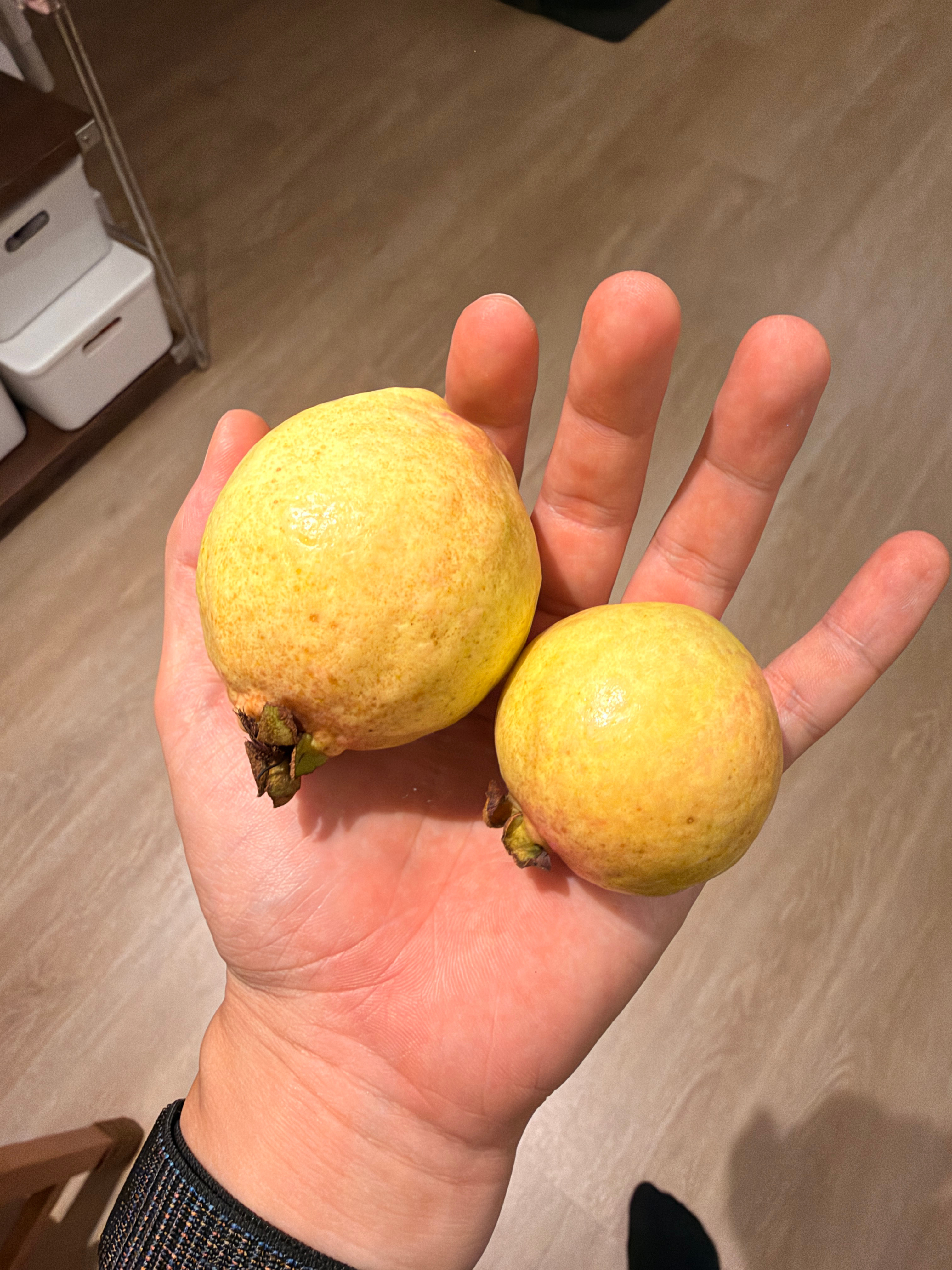 好久没吃过这种本地番石榴，AKA 鸡食果，这种比其他番石榴要香、要软，好吃很多。