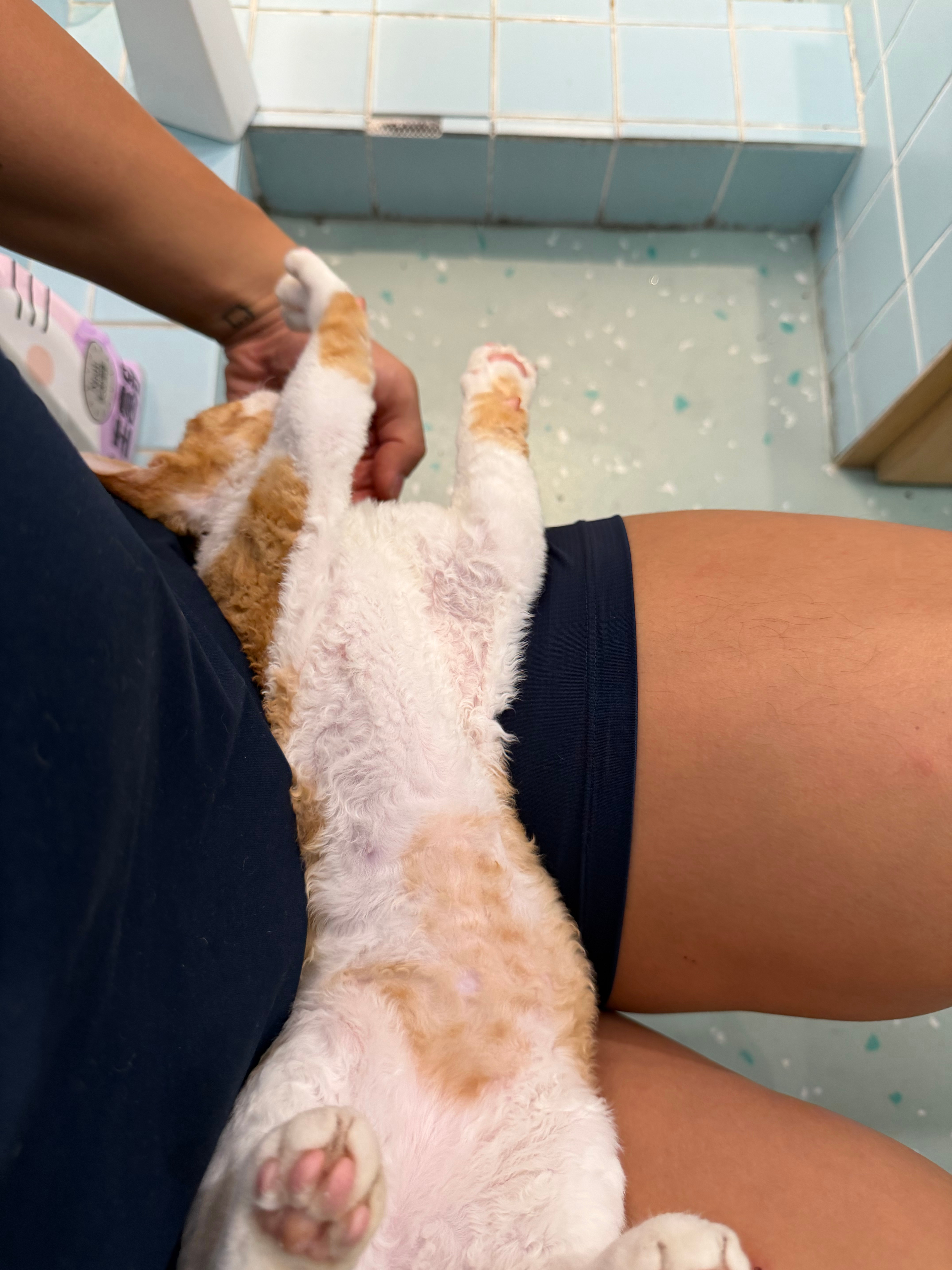 哪来的小可爱🐱猫咪 ​​​