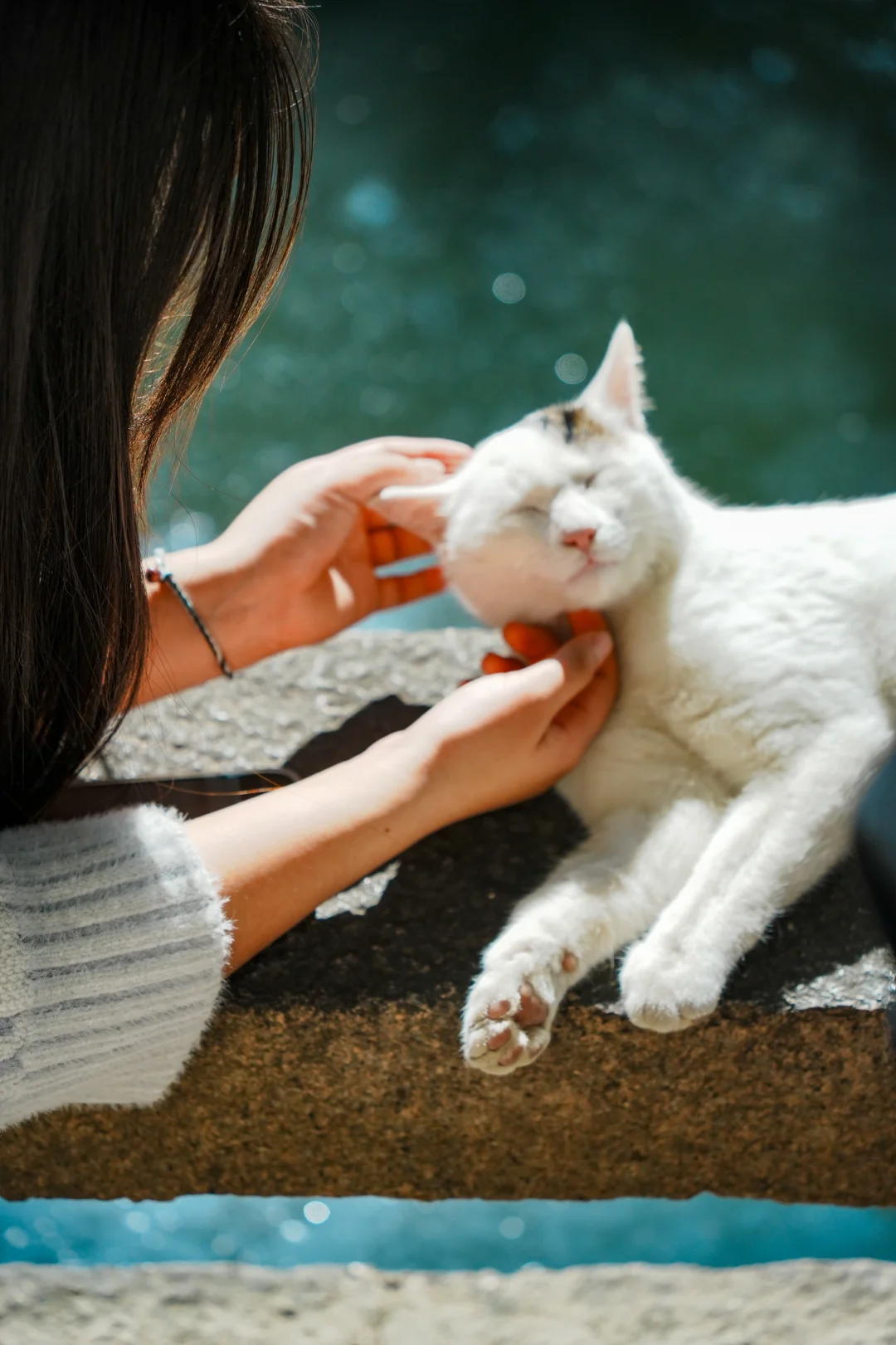 没有人能抵挡西园寺的猫师傅🐈