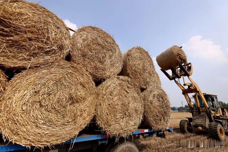 为什么你的有机肥用完总是没效果?有机肥在改良土壤、提升作物品质上效果显著，可有人