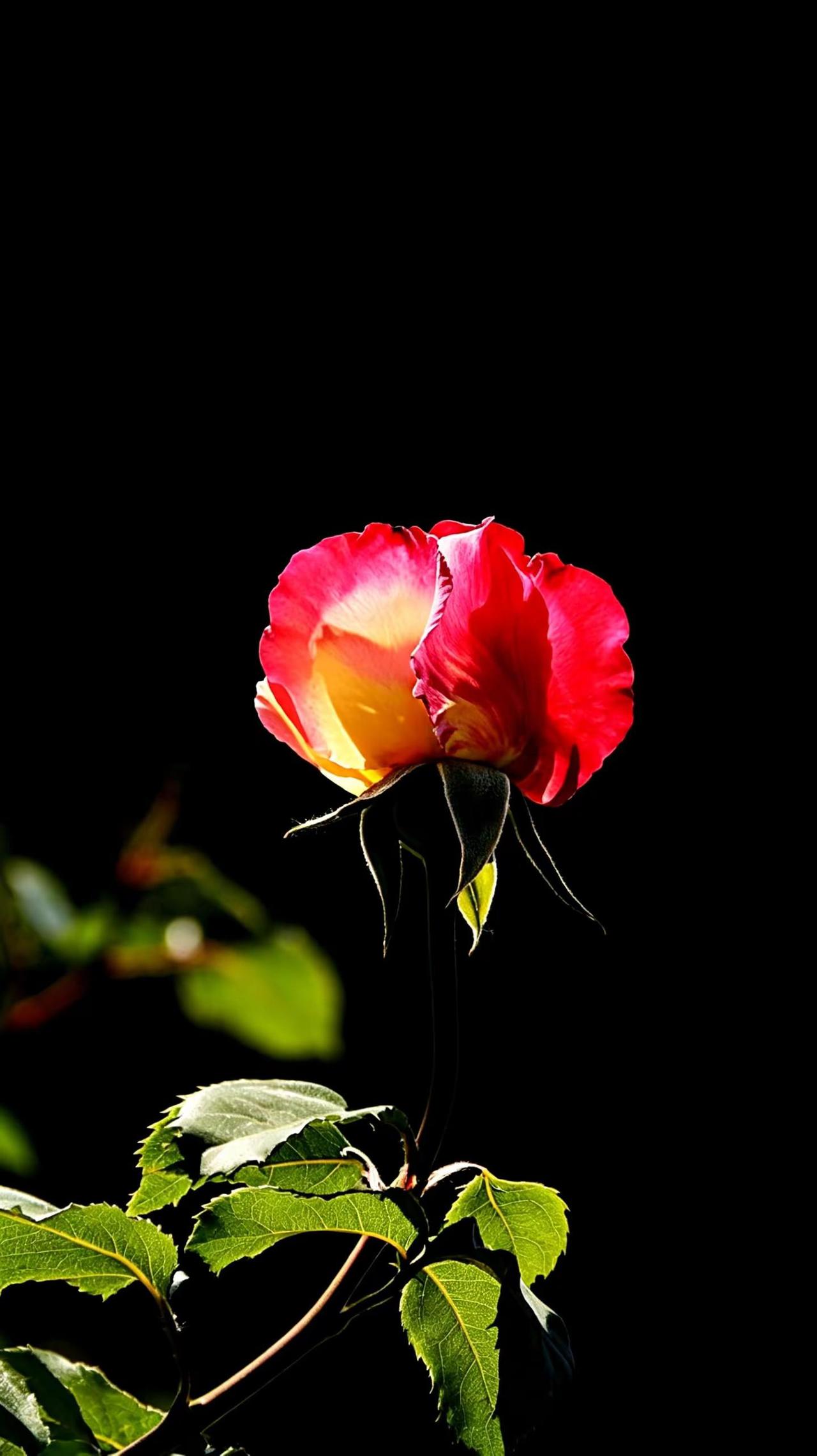 我的玫瑰🌹。拍花艺术