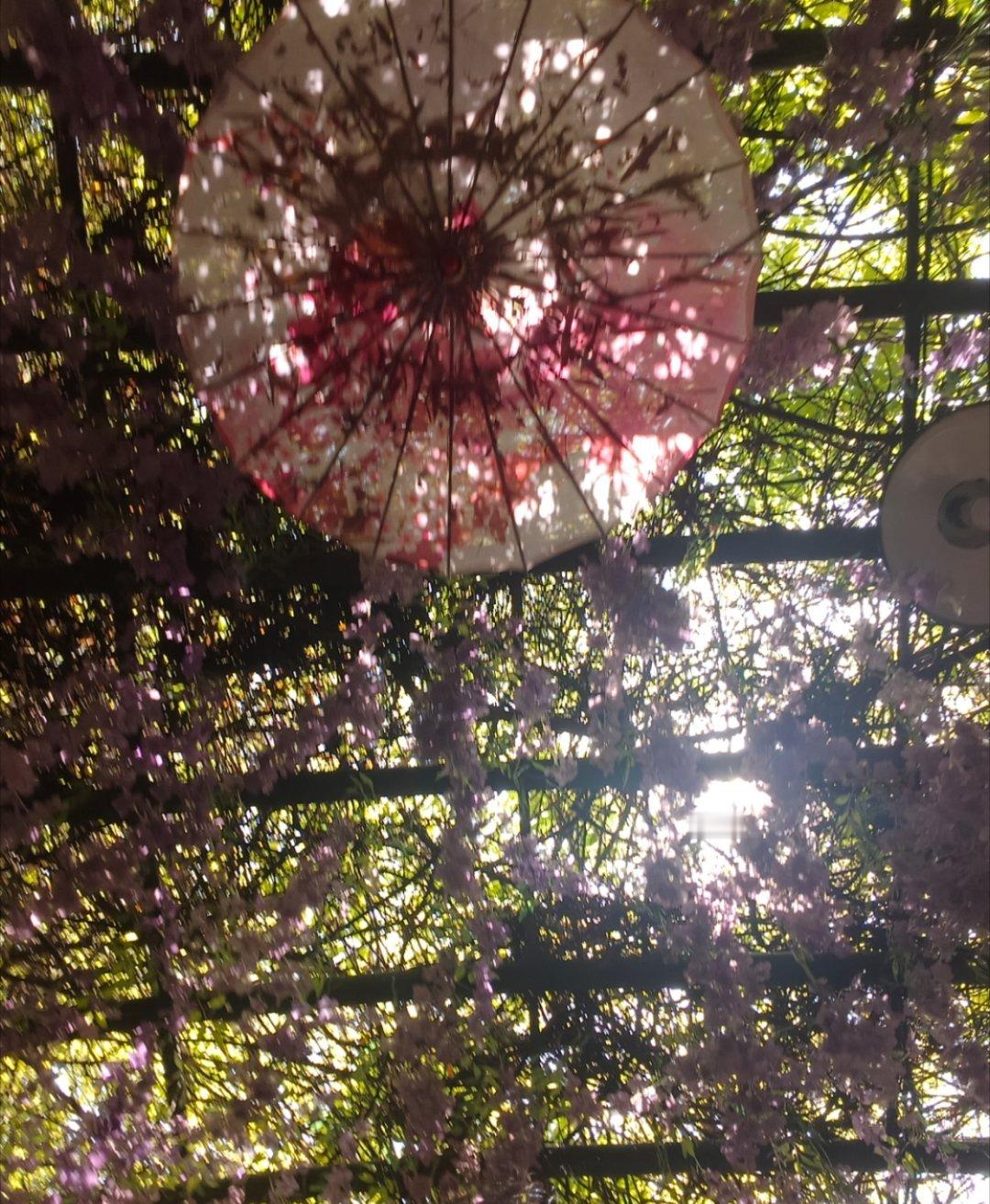 熊猫铁锅炖大鹅 