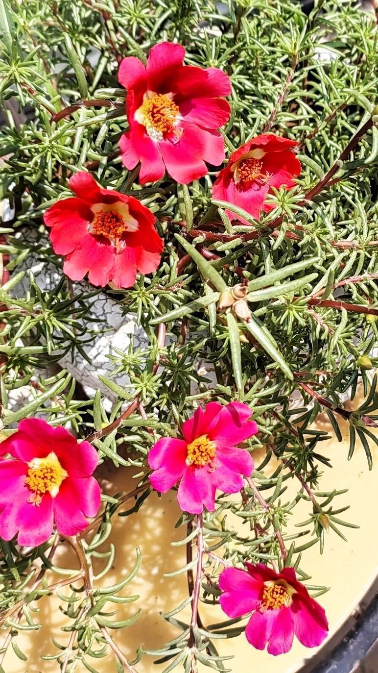 一年有四季，
春夏秋冬。

夏季美丽太阳花，
我拍下了它。

虽然说它不名贵，