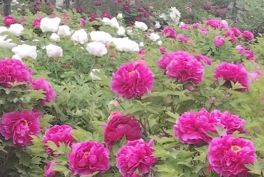 ＃每日一图随手拍＃
    牡丹花在春日里绽放，色彩斑斓，艳丽绝伦，国色天香，一