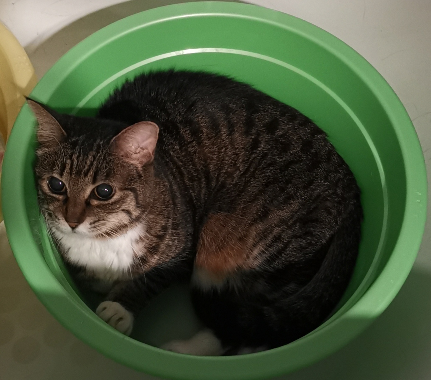 猫宁。今日多帅强弟。一日二猫，洋猫安坐，中猫跃起。