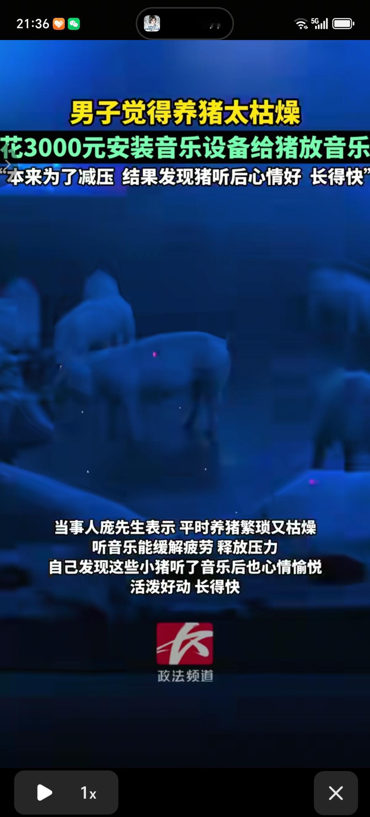 广西玉林的猪倌大哥找到了自己和猪都解压的养猪方式，花费3000元给猪圈安装了音乐