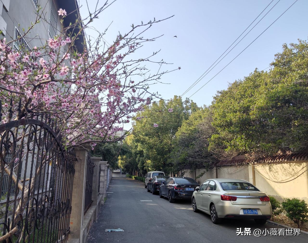 杨柳枝青，李花儿白，油菜花金黄，海棠花红……

过了春分，我们这里真到了千花百卉