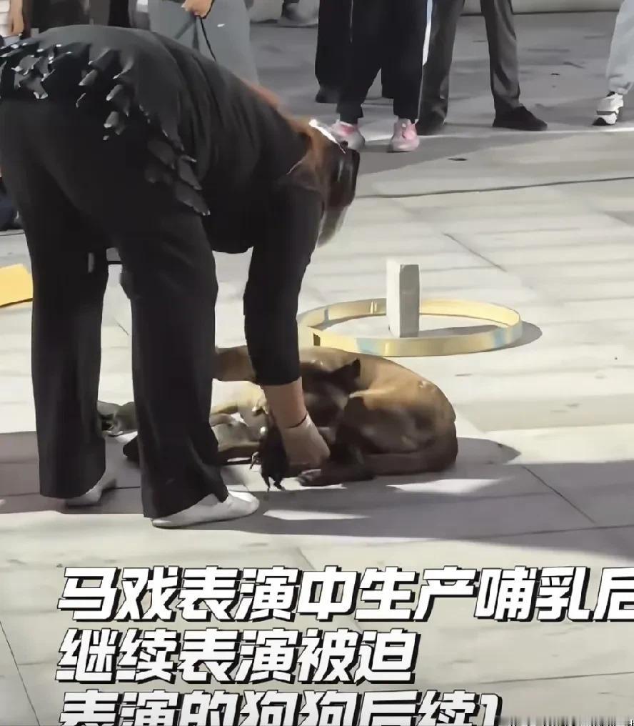 太幸运，马戏团表演马犬母子获救了。5月29日救助人拿到山东济宁微山马戏团具体地址