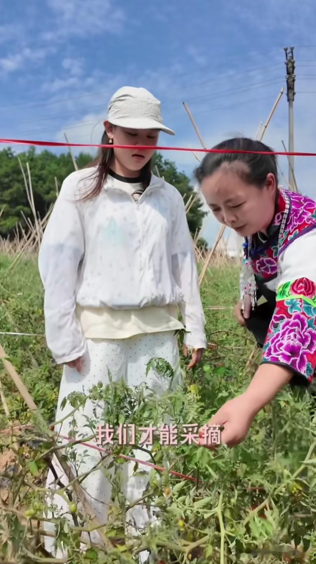 张家齐来贵州了，她今天跟着当地的嬢嬢上山采摘毛辣果，准备做正宗的酸汤，小美女很能