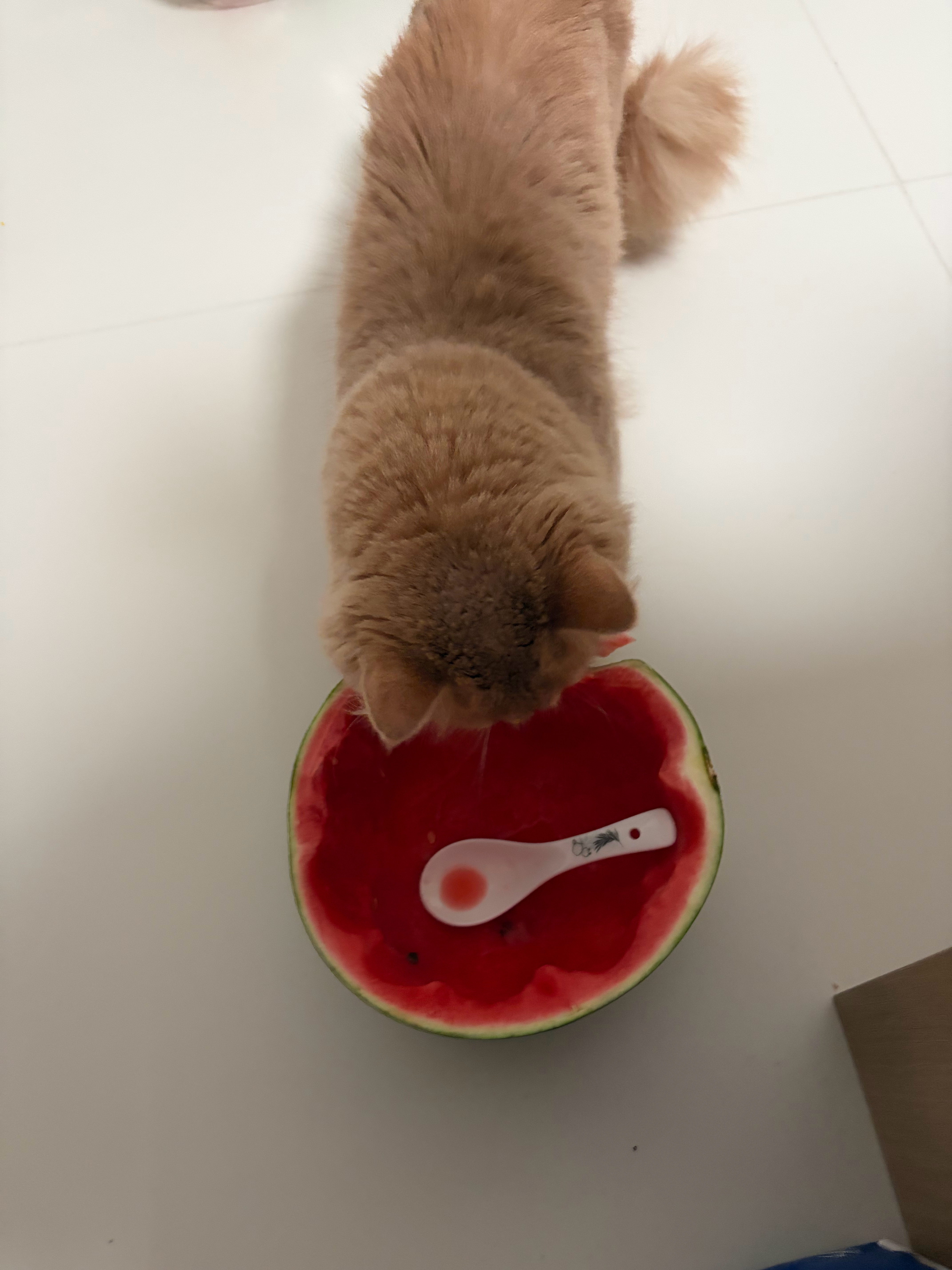 小猫咪……嗝……吃了……嗝……半个西瓜……嗝…… 