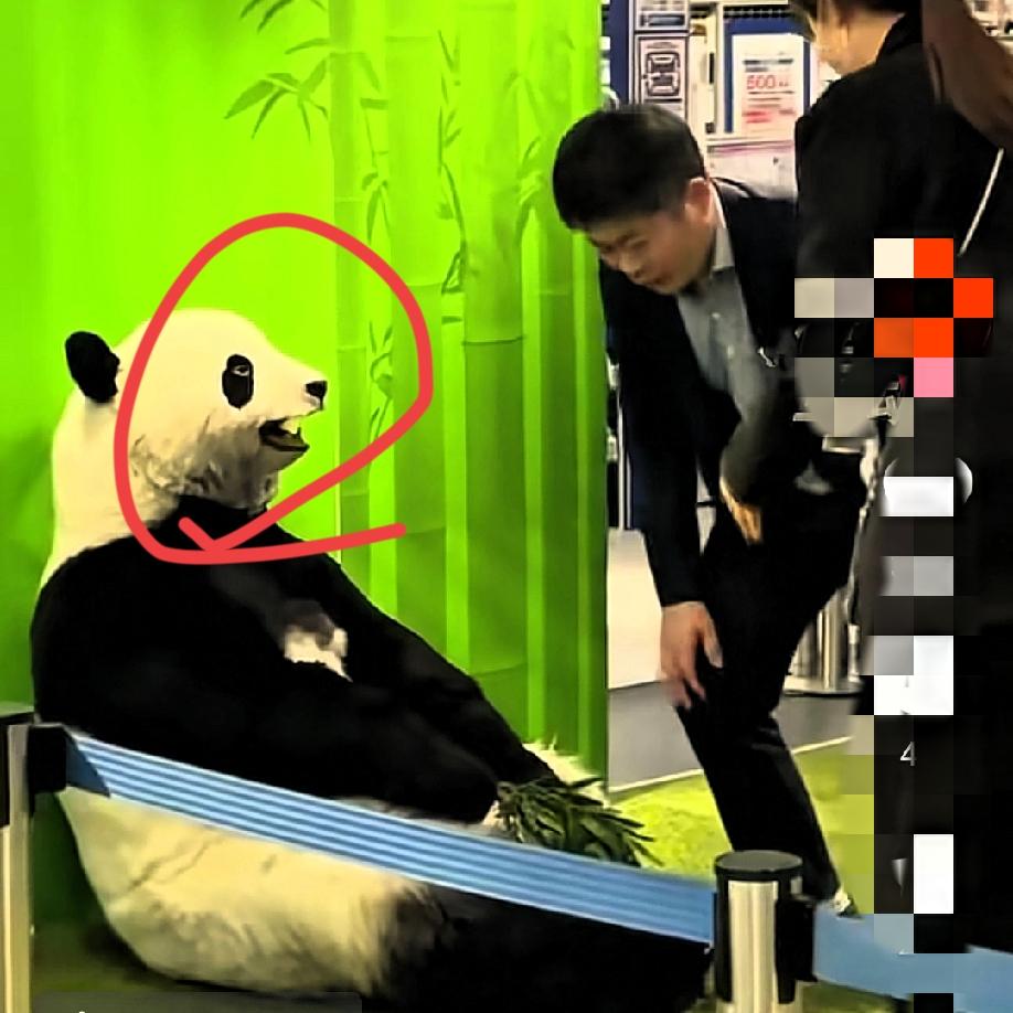 “笑不活了，家人们！”日本没有真熊猫，商家竟然派人这样做！网友表示：远看萌翻了，