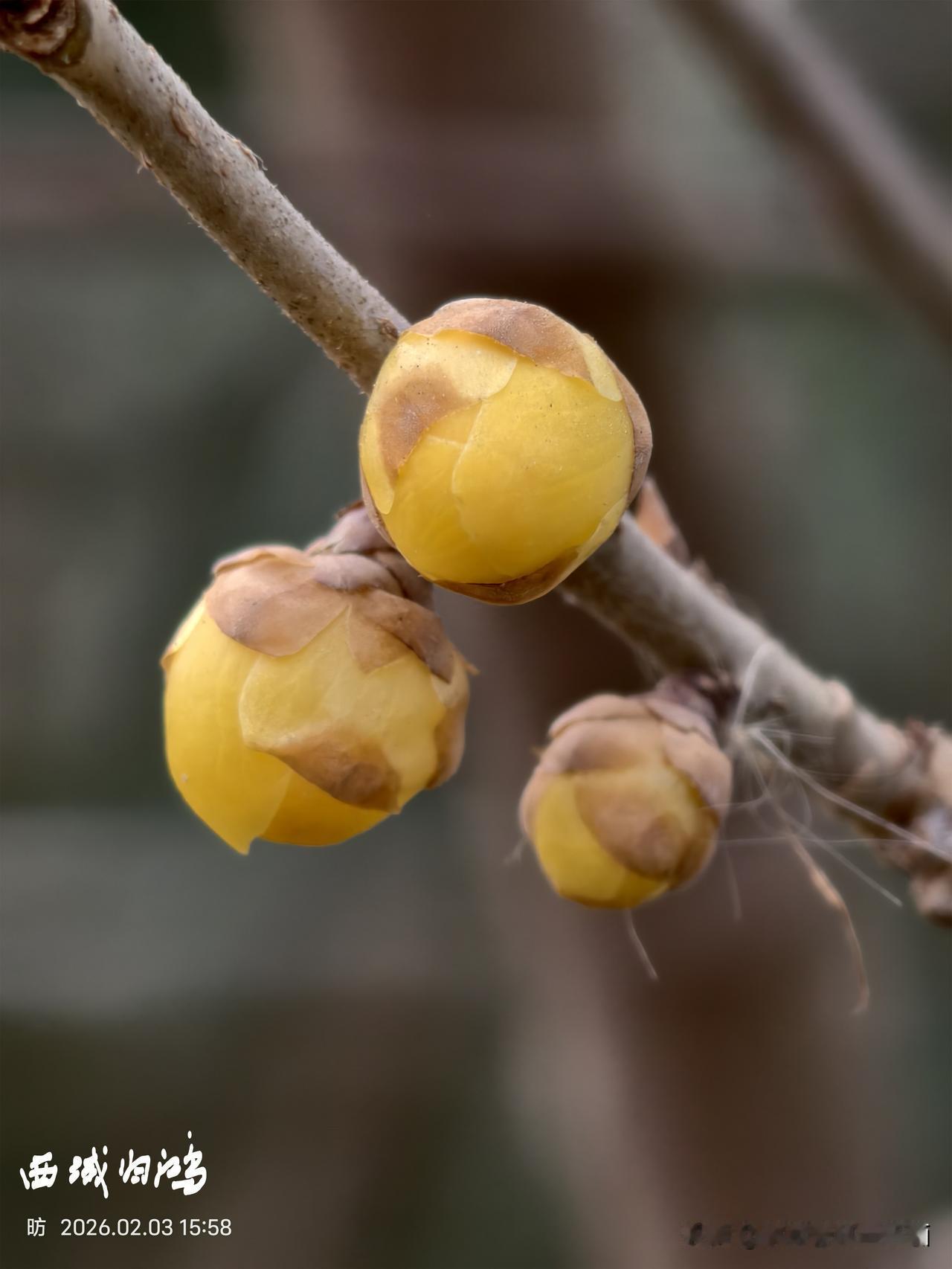 今天立春：春到人间草木知。