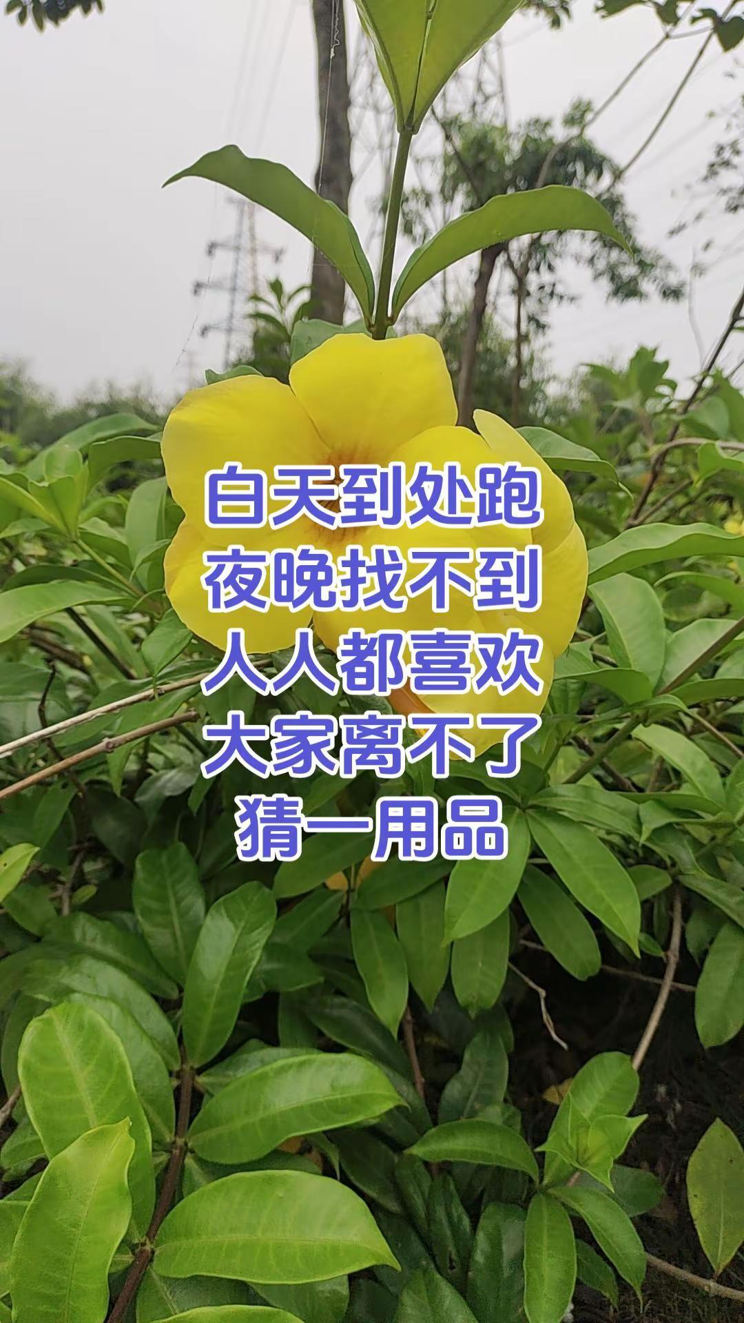 白天到处跑，夜晚找不到，人人都喜欢，大家离不了，猜一个生活品  我的花草世界
