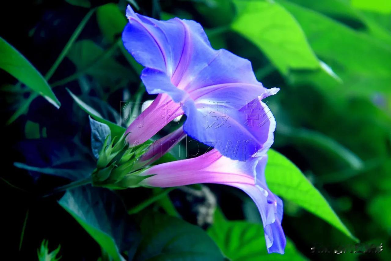 大牵牛花
#夏日赏花时刻#