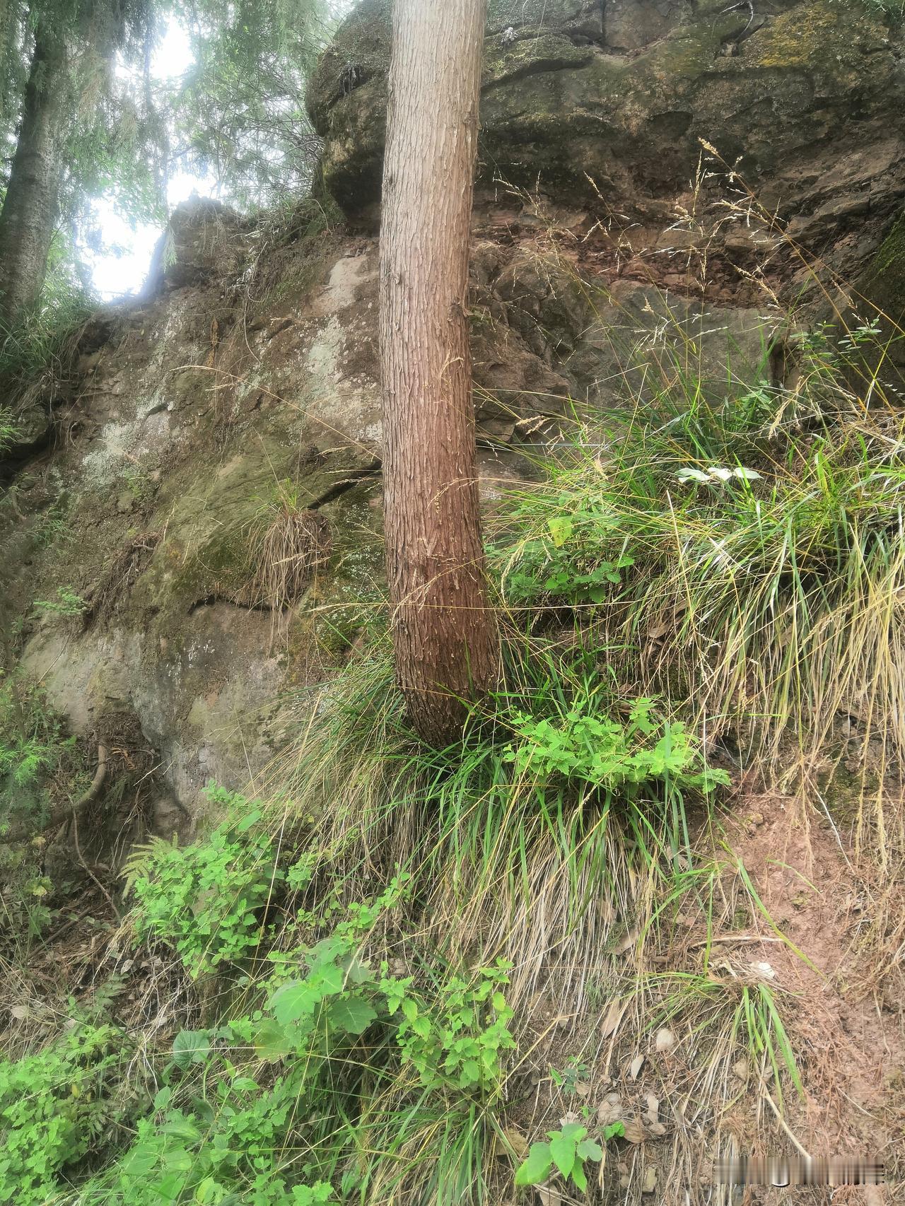 在德阳中江的农村，那景象真的太震撼了！不管是新修公路旁，还是山坡上的悬崖边，总能
